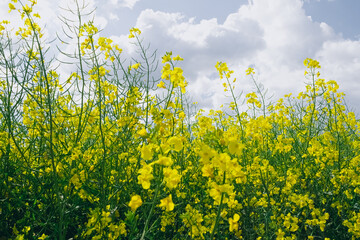 field of yellow flowers