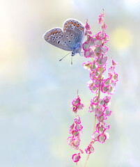 Butterfly - Polyommatus. Pastelowy kolor © Iwona
