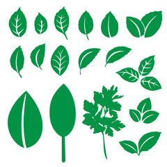 Green leaves in vector, set on white background.