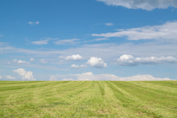 Fototapeta premium green field and blue sky