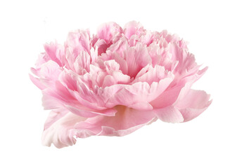 Peony flower isolated. Peony flower bud on white background.
