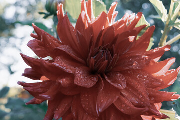 red dahlia flower