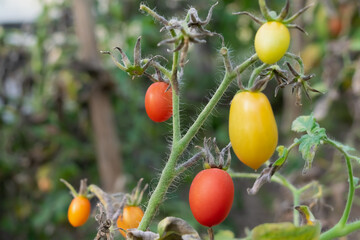 tomatoes 