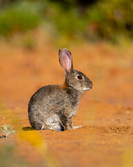 Iberian hare in Castilla La Mancha, Spain.