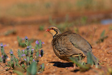 Red legged partridge in the countryside.