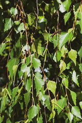 birch branches and leaves