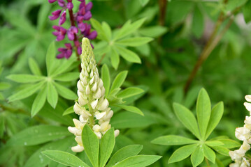 Lupin or wolf bean Lupinus is a genus of plants from the Legume family