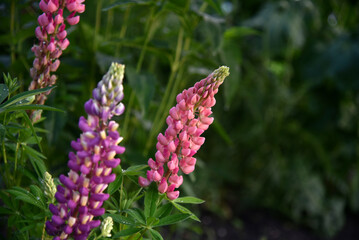 Lupin or wolf bean Lupinus is a genus of plants from the Legume family