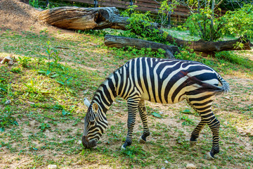 Fototapeta na wymiar A young zebra eats grass. Zebra grazes on the lawn.