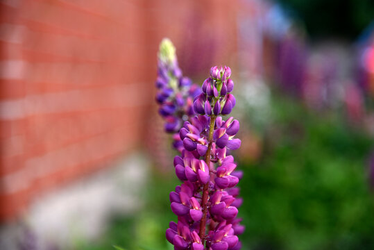 Lupin or wolf bean Lupinus is a genus of plants from the Legume family