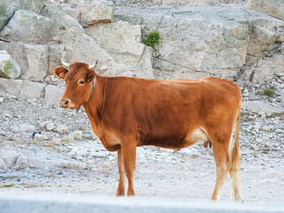 Brown cute cow with bell on her neck. Stony landscape at Serra da Estrela, Portugal.