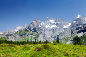 Fototapeta na wymiar Swiss Alps mountains and blooming meadow