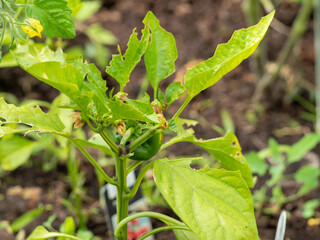 The pepper bush is eaten by insects.