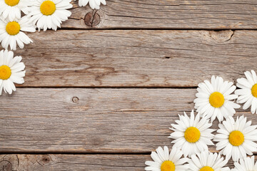 Chamomile garden flowers on wooden background