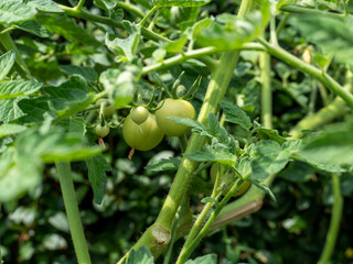 Tomato bushes.