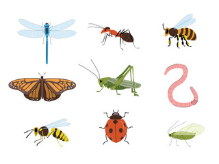 Set of different garden insects. Ladybug, butterfly, worm, dragonfly, bee, wasp and grasshopper isolated on the white background.