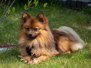 Red Spitz on the lawn.