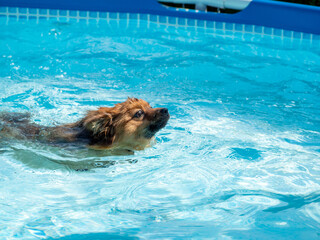 Red spitz swims in the pool.