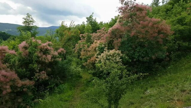 Smoke Tree fruit set in spring, breeze (Cotinus Coggygria) - (4K)