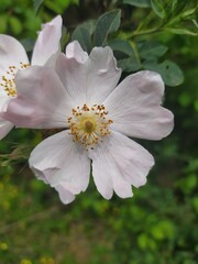 White anemone