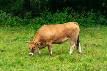 brown cow with horns in green meadow