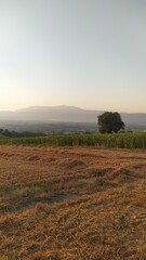 Obraz premium misty morning in the field