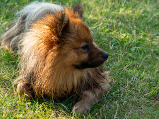 Red Spitz on the lawn.