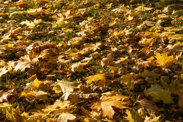autumn leaves on the ground