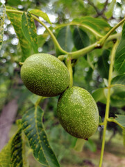 Two walnuts hang on a tree close-up. Leaves background blurred