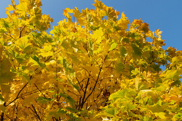 Fototapeta premium autumn leaves