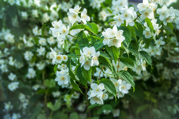 Flowering jasmine bush. Delicate fragrant beautiful white flowers