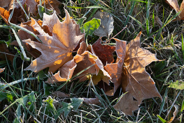 fallen autumn leaves