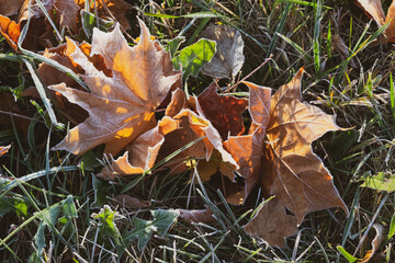 fallen autumn leaves