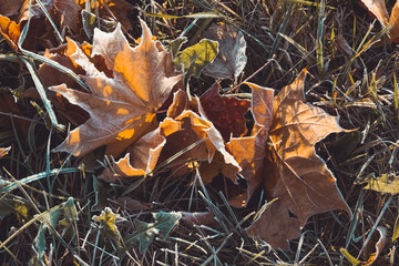 autumn leaves on the ground