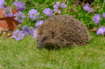 Hedgehog, Scientific name: Erinaceus Europaeus.  Close up of a wild, native, European hedgehog in...