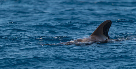 pour photographier les baleines pilotes il est préférable de le faire en zodiaque 