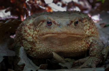 Forest Pindos mountain Greece. Common toad, European toad, Bufo bufo.