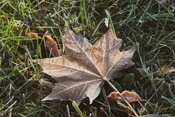 autumn leaves on the grass