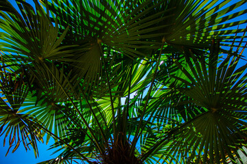 Liście palmy