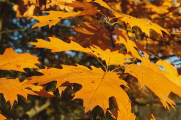 autumn leaves on the tree