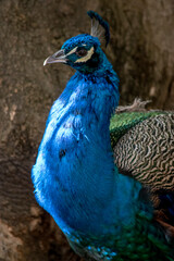 Obraz premium retrato de un pavo real común