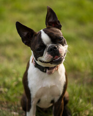 Smiling Boston Terrier puppy