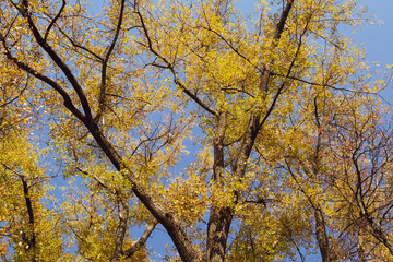 Fototapeta premium autumn leaves in the sky