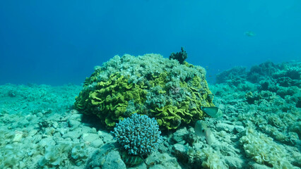 Once beautiful coral reef is overgrown with algae as a result of eutrophication (increase organic matter in the sea water) Brown alga Peacock's Tail (Padina pavonica) covered bottom and corals.  