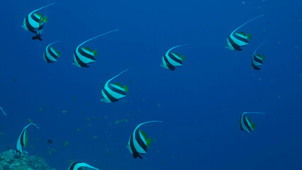 Obraz premium School of Bannerfish slowly swims above sandy bottom covered with green seagrass. Shoal of Schooling bannerfish (Heniochus diphreutes). Red sea, Egypt