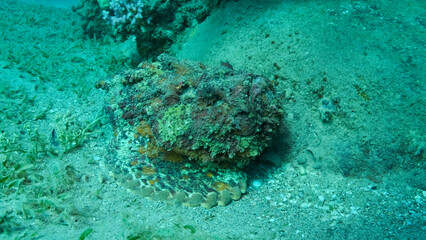 Close-up of the Stonefish lies on sandy bottom covered with green seagrass. Reef Stonefish (Synanceia verrucosa) Red sea, Egypt
