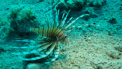 Naklejka na ściany i meble Common Lionfish or Red Lionfish (Pterois volitans) swim near coral reef. Red sea, Egypt