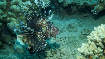 Common Lionfish or Red Lionfish (Pterois volitans) swim near coral reef. Red sea, Egypt