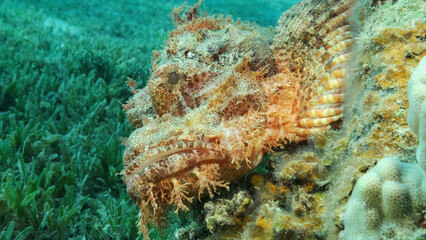 Fototapeta na wymiar Scorpion fish lie on the reef. Bearded Scorpionfish (Scorpaenopsis barbata).Red sea, Egypt