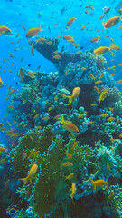 Naklejka na ściany i meble Colorful tropical fish swims on coral reef on blue water background. Underwater life in the ocean. Arabian Chromis (Chromis flavaxilla) and Lyretail Anthias (Pseudanthias squamipinnis). Red sea, Egypt